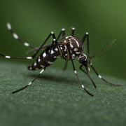 Foto do mosquito Aedes